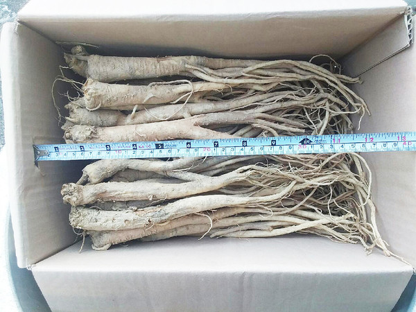 민원인이 약도라지로 구매한 도라지.